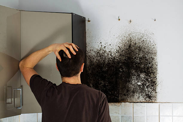 Best DIY Mold Remediation Support Services in Upper Exeter, PA