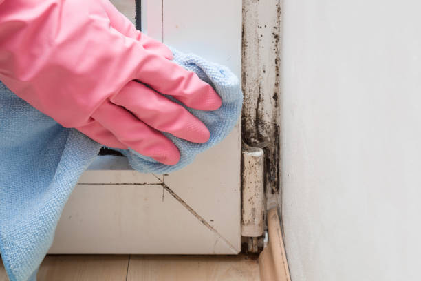 Best Insurance-Related Mold Remediation in Upper Exeter, PA