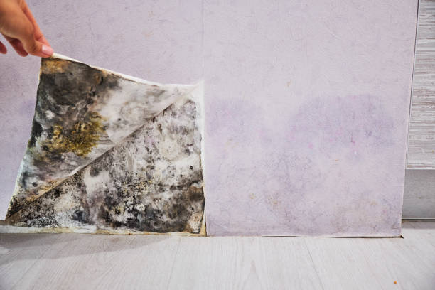 Best Residential Mold Remediation in Upper Exeter, PA